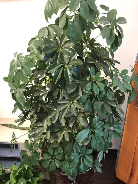 室内吸甲醛最好的10种花,吸甲醛最好的10种花卉