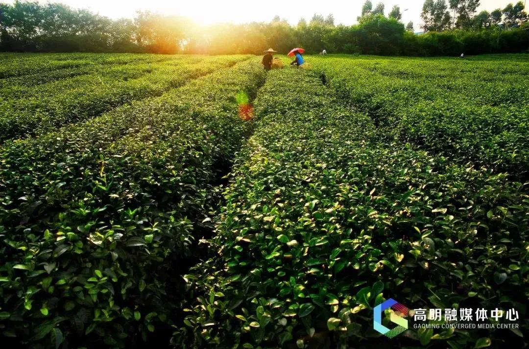 适合跨年夜去打卡的景点推荐,过年赏灯游玩好去处
