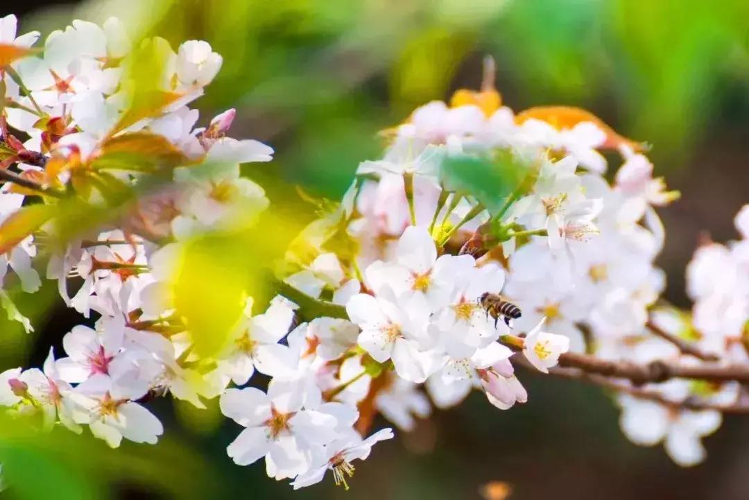 浙江11个地方樱花烂漫，千亩粉色天堂美到开挂，不输日本东京