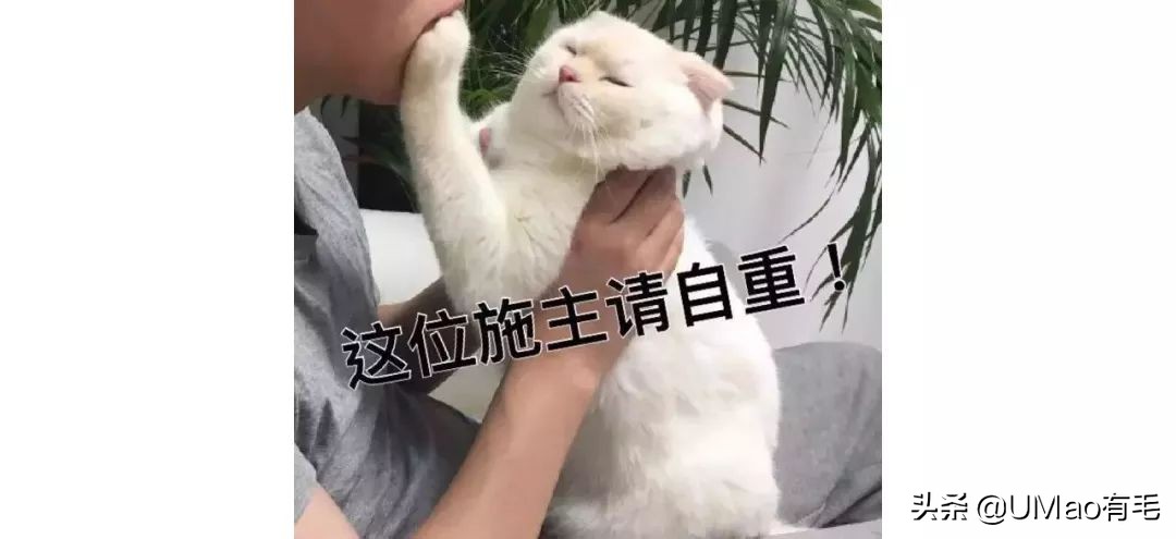 铲屎官别怕猫咪来保护你,猫咪对铲屎官的占有欲
