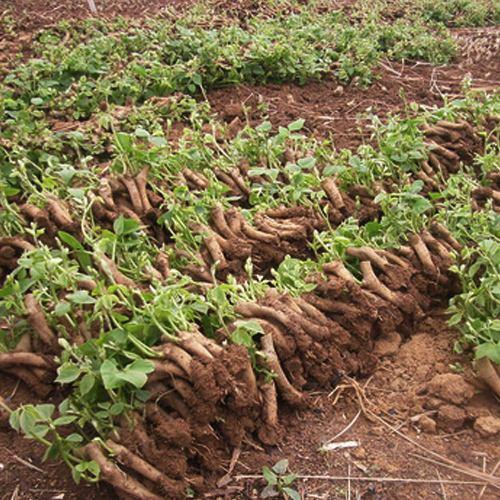 农村山上长的葛根能做药材吗,农村的一种野草根像人参