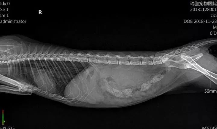 宠物生病前10个征兆,当宠物突然出现怪异行为