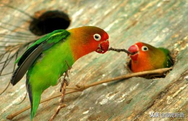 动物萌宠鹦鹉怎么养活的,如何训练不是手养的牡丹鹦鹉