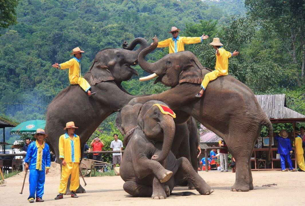 泰国最高端旅游,泰国旅游去哪里看大象表演比较好