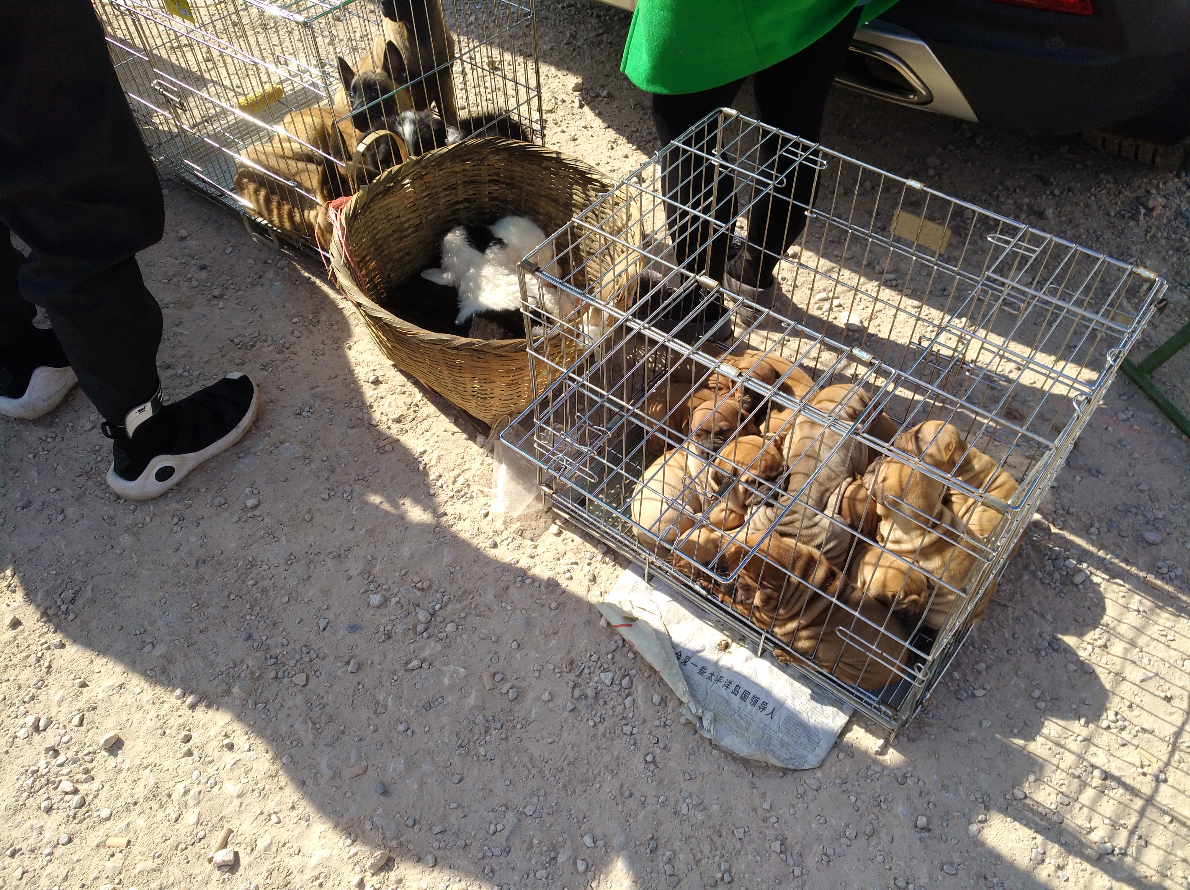 可爱沙皮小狗视频,沙皮幼犬多少钱一只