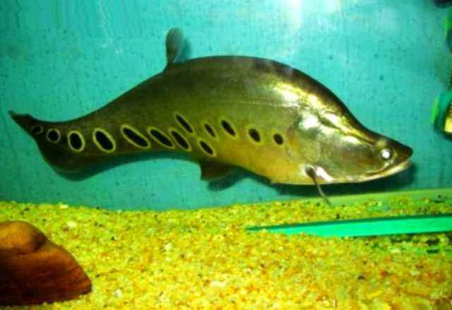 鱼缸水发黄用蛋白棉还是活性炭,鱼缸放活性炭一般多久黄水变清