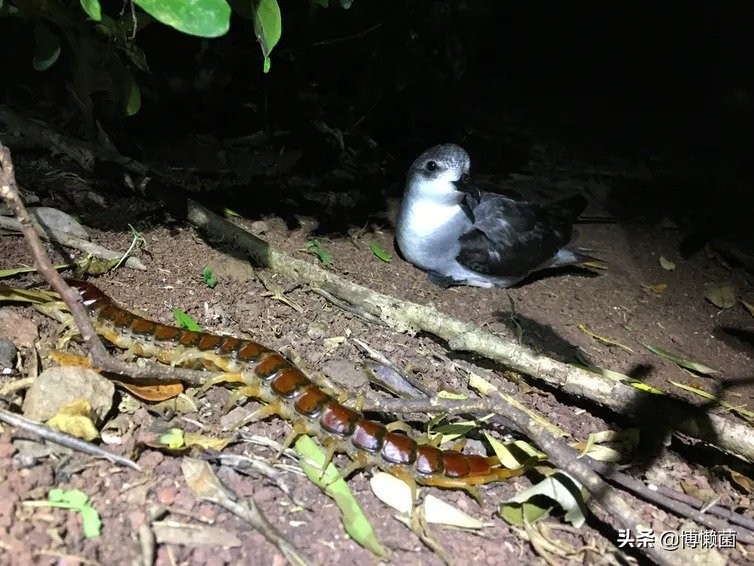 鑿插埄鏅矝宸ㄥ瀷铚堣殻鍚冮笩,鑿插埄鏅矝宸ㄥ瀷铚堣殻鐏粷浜嗗悧