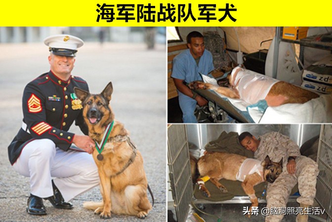 动物界的超级英雄?因为做出杰出贡献,而获得至高荣誉的7个动物