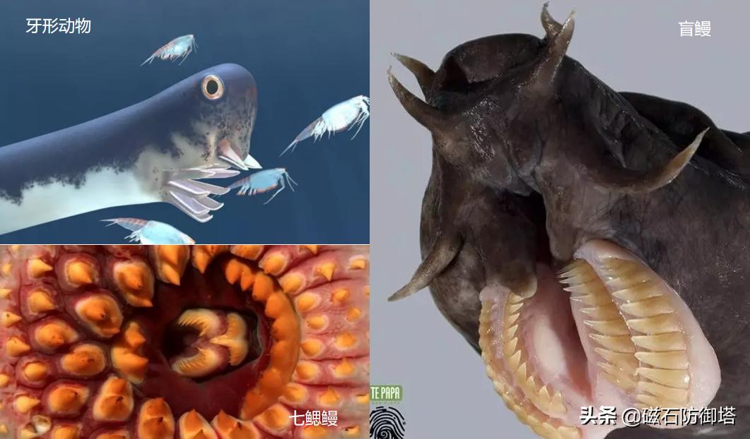 各类动物的起源,原口和后口动物怎么形成的