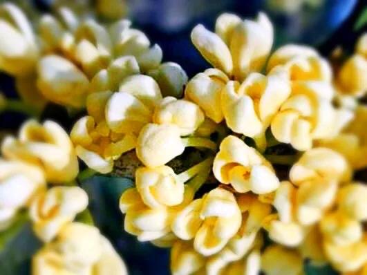 桂花嫁接其它品种桂花,桂花品种里有沉香桂花吗