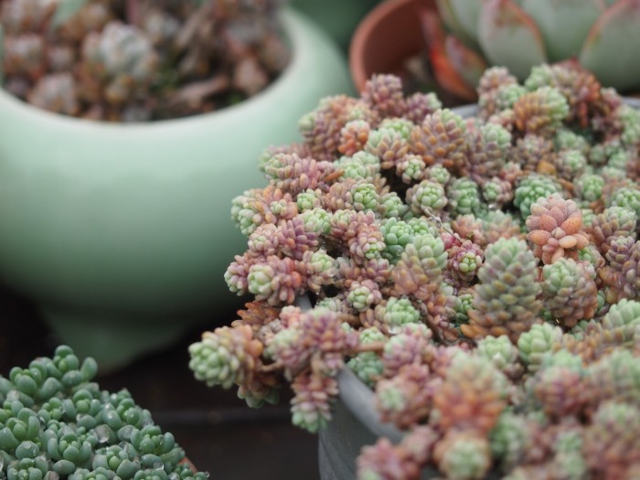 姬星美人的养殖方法和注意事项,姬星美人怎么养视频