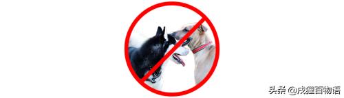 狗狗受孕前要注意什么,狗狗生育小知识