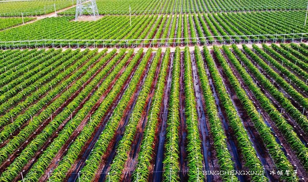 做把“村姑”，走进海南灯火灿烂的火龙果园