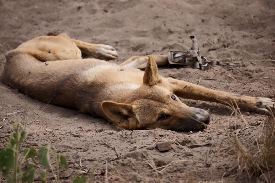 它们是澳洲顶级掠食者，专家建议把它们做成罐头，全部出口到中国