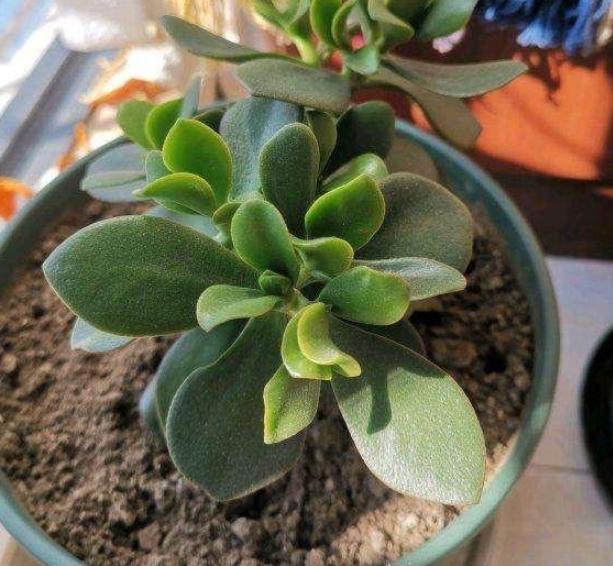 怎样修剪让玉树往高长,如何使盆栽玉树长得旺盛