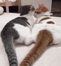 猫咪费洛蒙弊端,费洛蒙猫咪舒缓