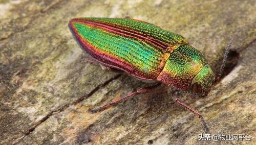 灭虫子的有效方法,杀灭蛀虫最简单