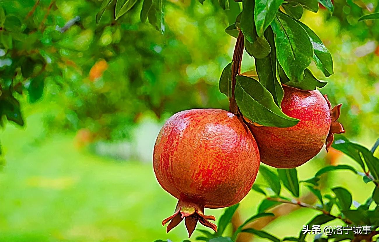 洛阳洛宁张便玲——石榴说明书