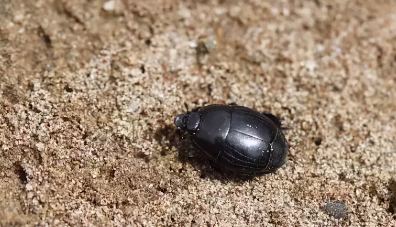苍蝇的天敌和食物,苍蝇的克星食物