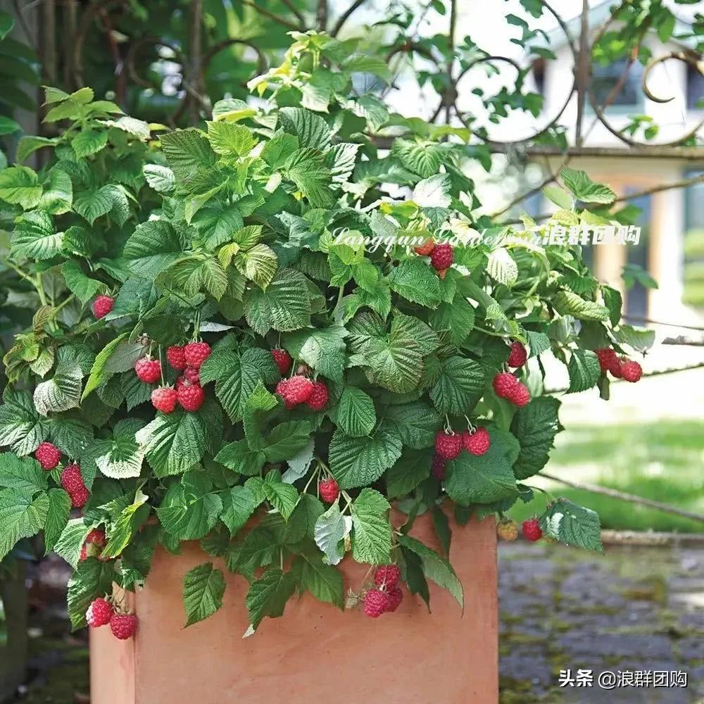 盆栽树莓能结多少果,盆栽果树一年可以长多高