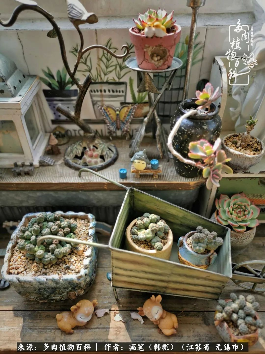 阳台多肉花园简直美翻了,适合男生养的多肉