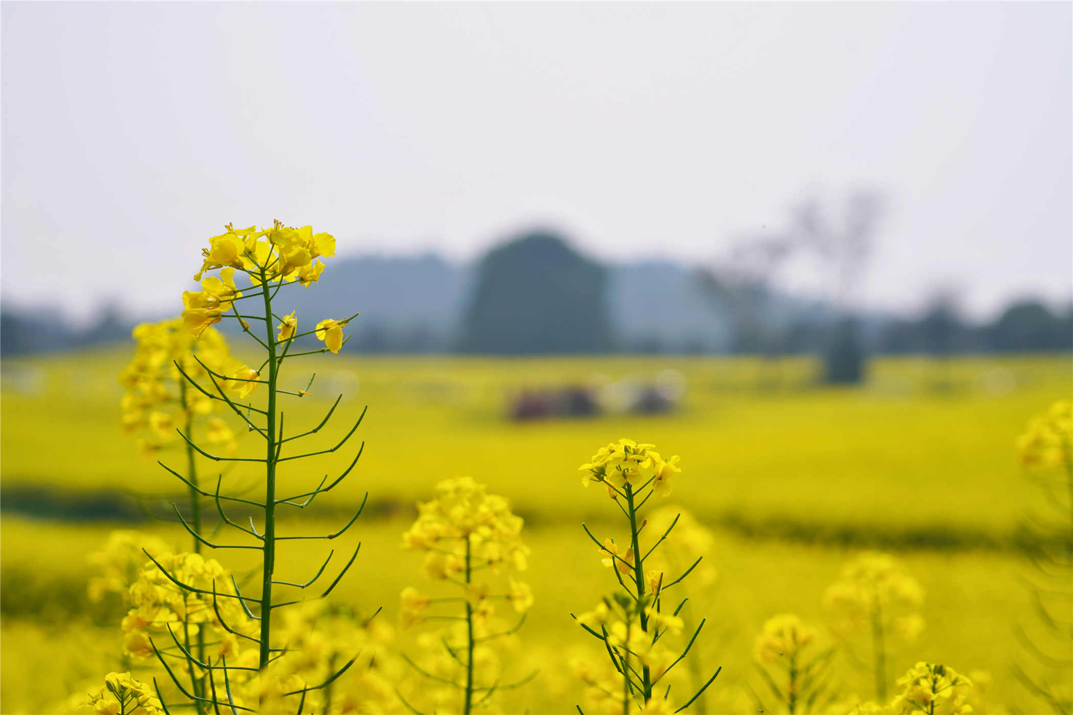 中国第一慢城高淳桠溪,南京高淳桠溪慢城