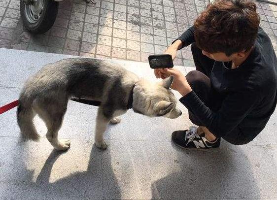 哈士奇掉毛严重吃什么维生素,哈士奇尾尖掉毛