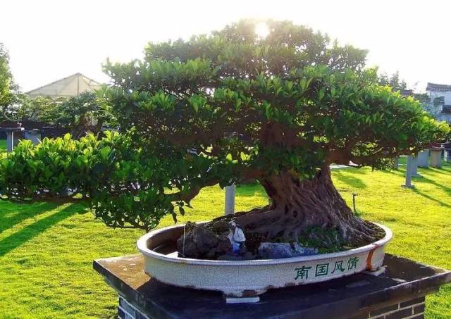 世界上最昂贵的花一朵价值1500万,世界上最高贵的花典雅图文