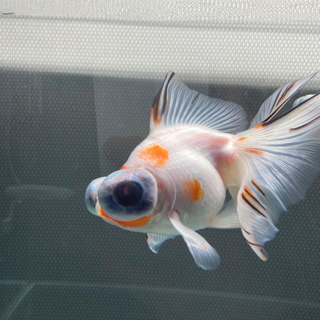 金鱼一般养几条对风水好,金鱼怎么养才正确