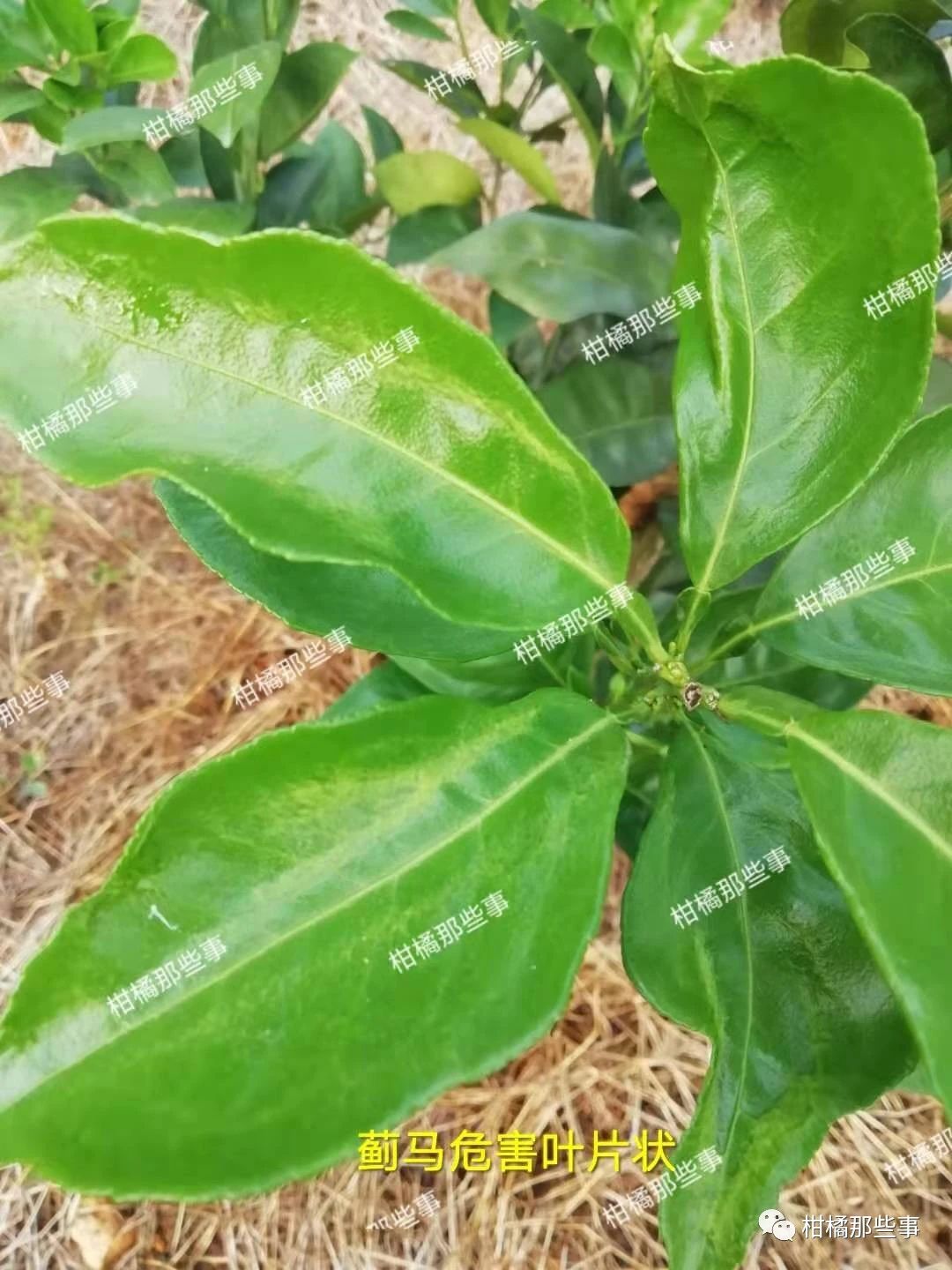 安徽柑橘保花保果的措施有哪些,丰收期柑橘促梢和保果必看