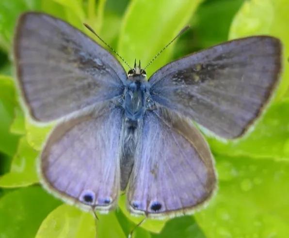 苏铁小灰蝶生物防治,苏铁小灰蝶防治用什么药