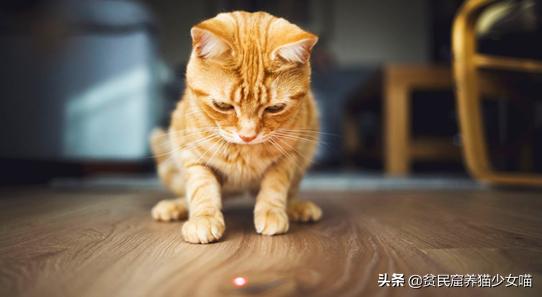猫咪必备玩具排行榜,猫咪最爱的7款玩具