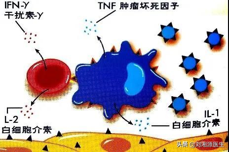 免疫治疗不良妊娠的方法,免疫相关不良妊娠检查