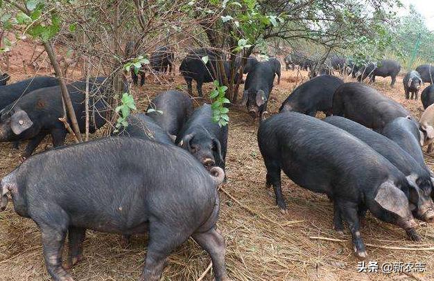 放养二代野山猪肉多少一斤,现在猪肉这么便宜养猪还赚钱吗
