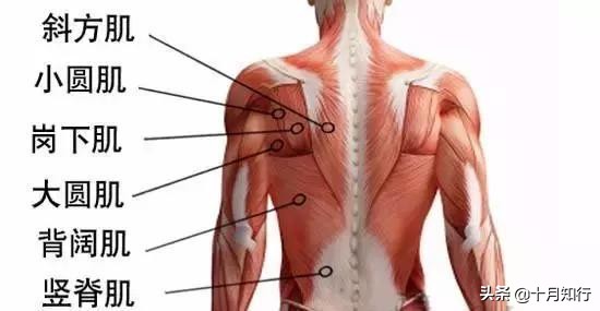 六个瘦背方法塑造迷人美背,女生练背让胸部挺拔