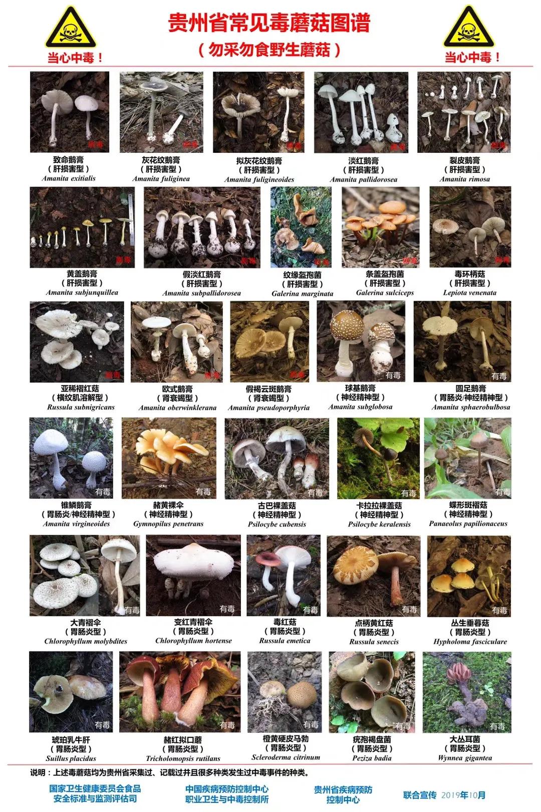 警惕广东头号毒菇,警惕新型毒品无处不在