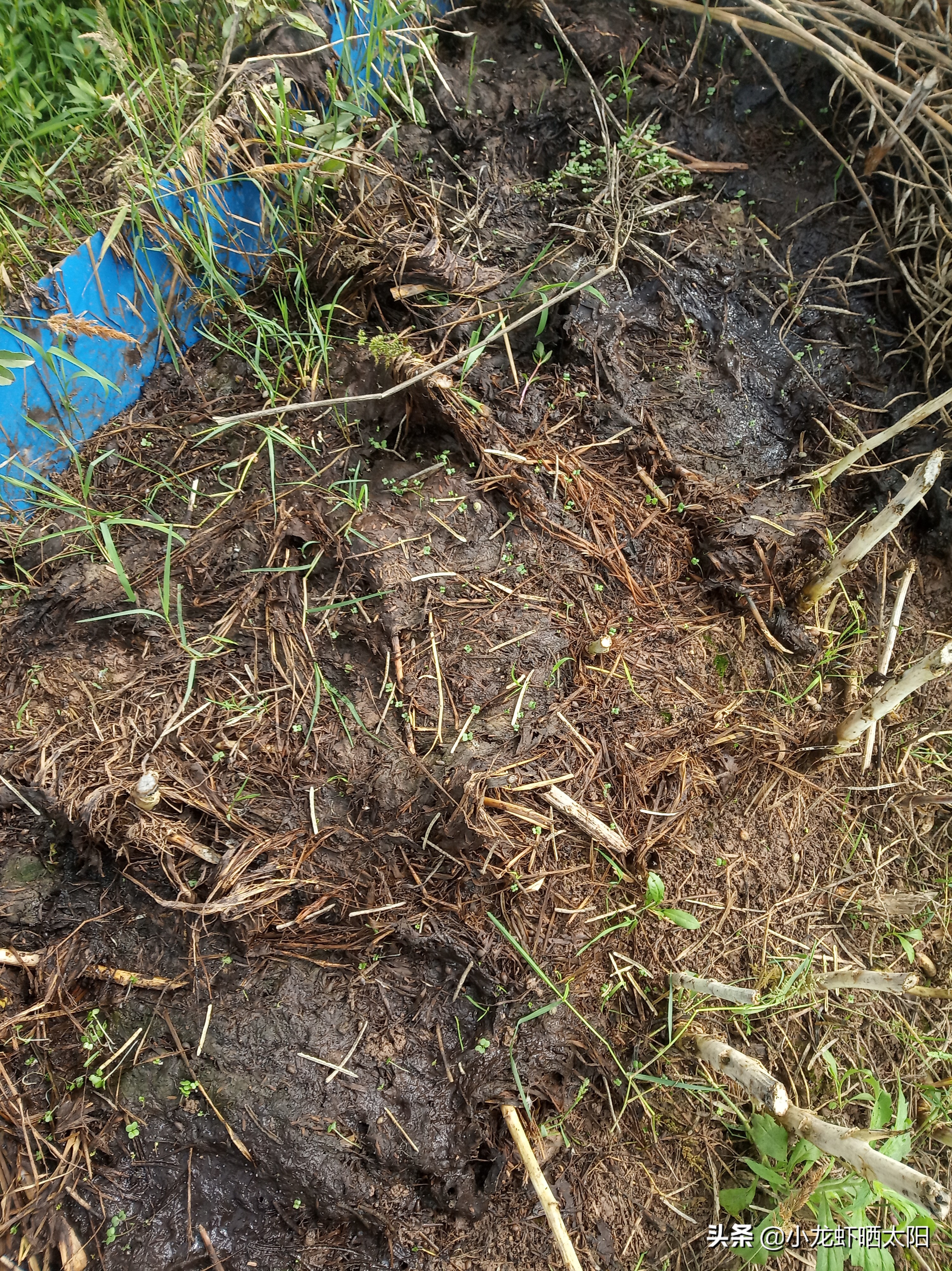 秸秆腐烂污染水怎么解决,稻虾田秸秆怎么处理最合适