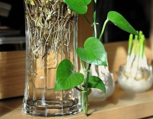 绿萝需要什么样的土壤养,绿萝既可以水培也可以土培