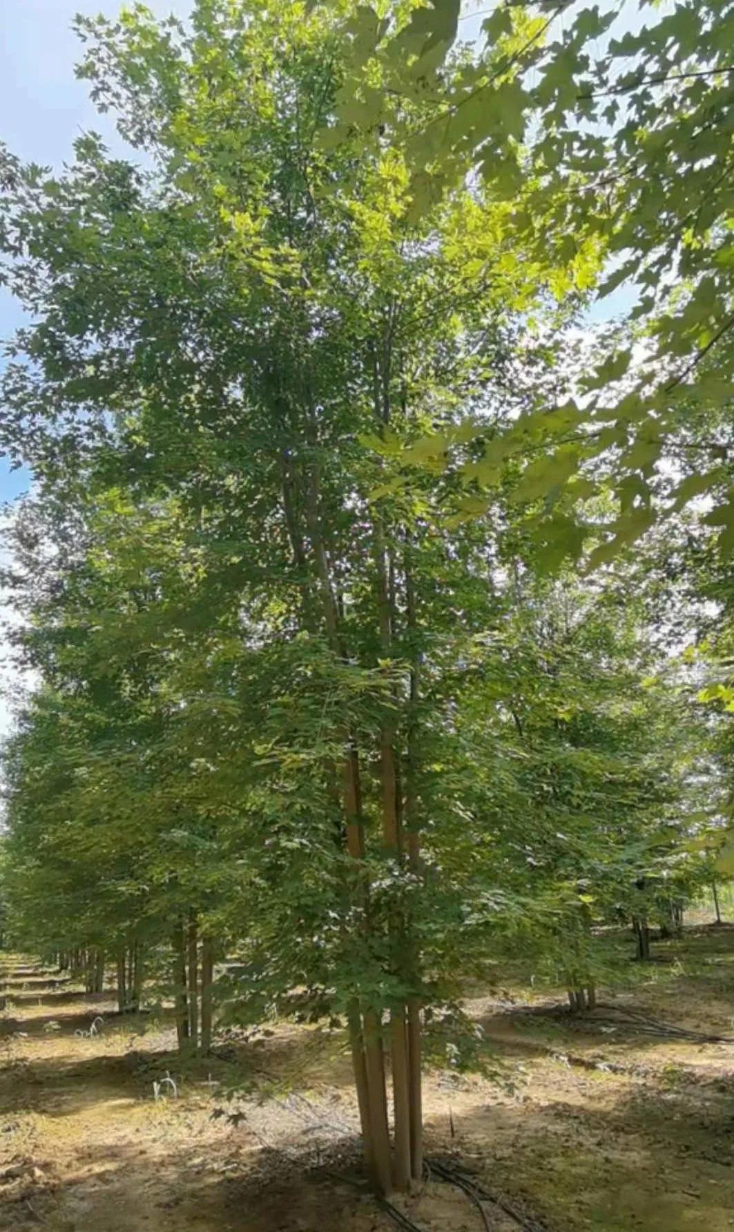 红枫树怎么样管理,美国红枫最佳栽植时间