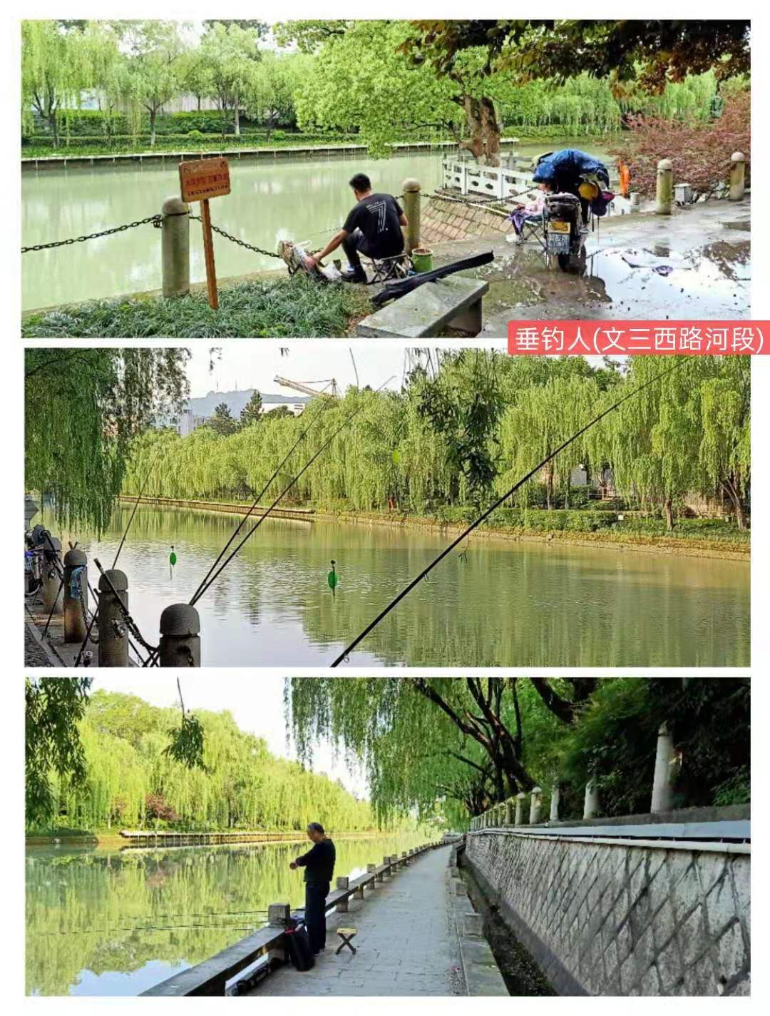 紫荊港源紫荊花紫荆港河穿八桥绿道两岸垂钓人双手活柯野生甲鱼