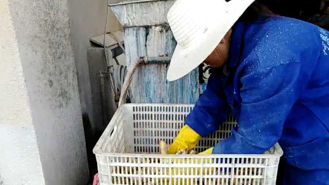 真正的芭蕉芋粉,芭蕉芋又叫蕉藕