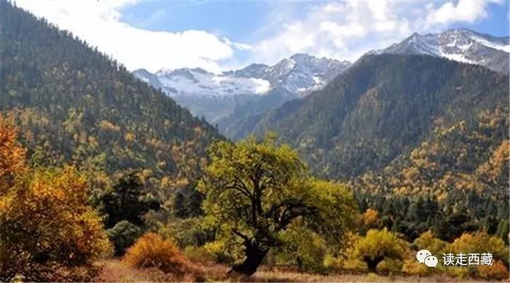 【走*藏西**】羌纳，绿色的海洋