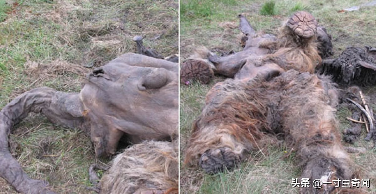 科学家复活猛犸象成功了吗,猛犸象被科学家复活出来了吗