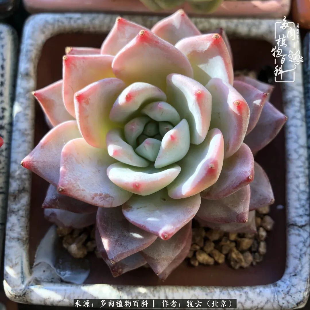 多肉植物一样的生机勃勃,多肉生活充满诗意