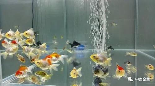 我向媳妇保证，最后一个缸