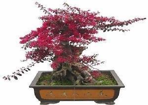 红花檵木盆景的鉴赏与制作管理,红花木槿造景
