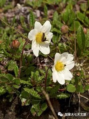 加拿大的国花是什么花,加拿大的国花国树图片