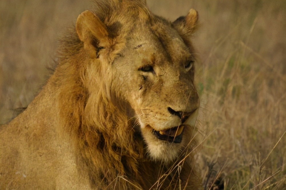 坏男孩联盟狮王之路完整版哪里看,坏男孩联盟狮王之路中文解说