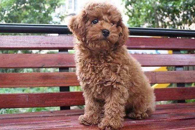 新手养泰迪是养公的还是母的好,养泰迪到底是养公的好还是母的好