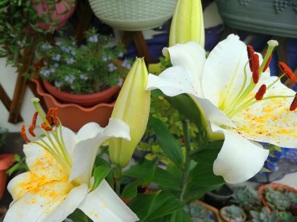 百合花开了一次怎么不开了,百合花开一半就不开了